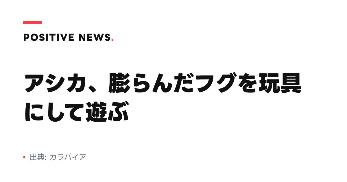 アシカ、膨らんだフグを玩具にして遊ぶ