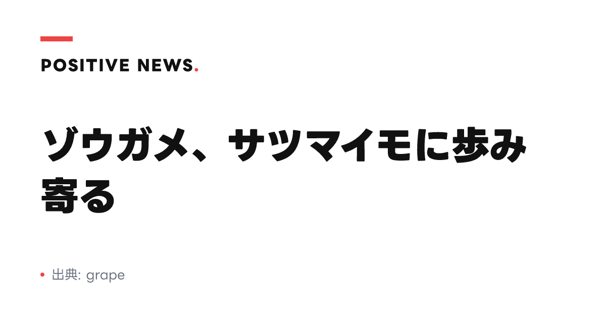 ゾウガメ、サツマイモに歩み寄る
