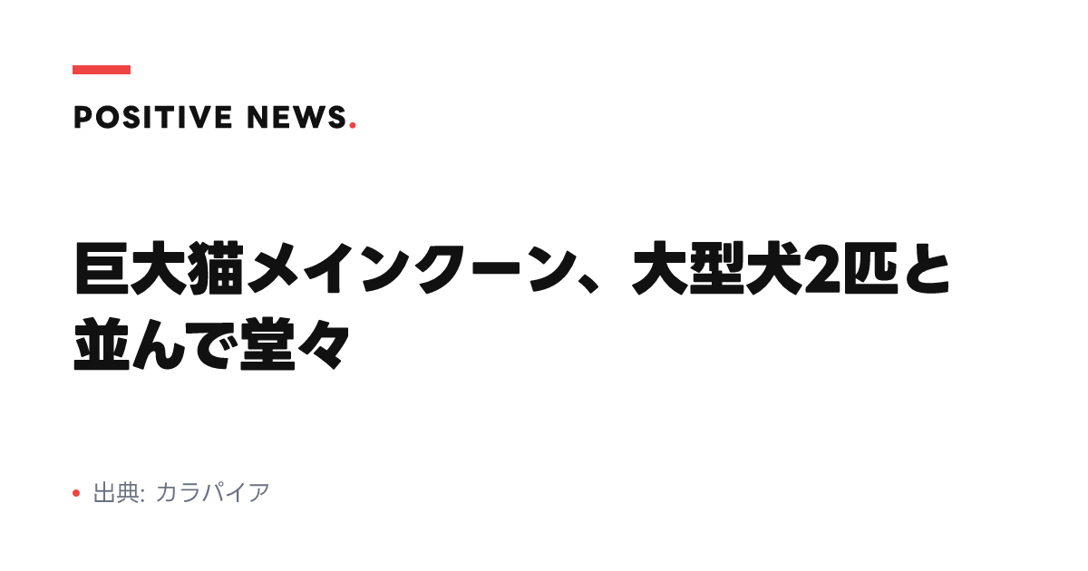 巨大猫メインクーン、大型犬2匹と並んで堂々