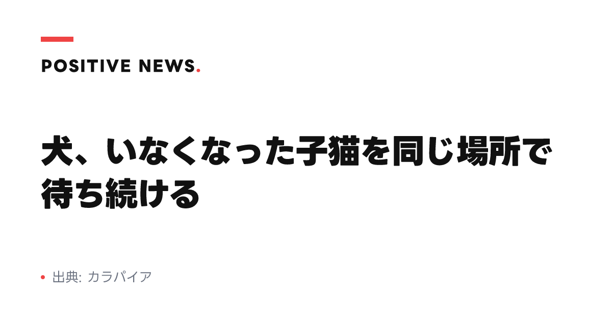 犬、いなくなった子猫を同じ場所で待ち続ける