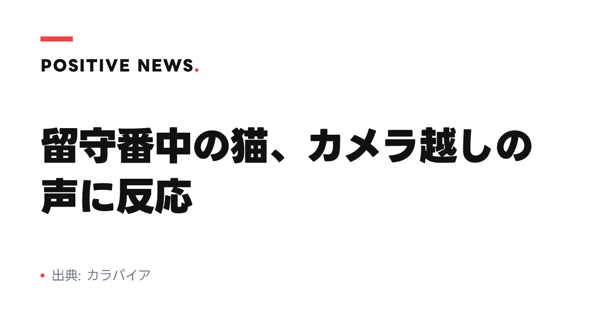 留守番中の猫、カメラ越しの声に反応