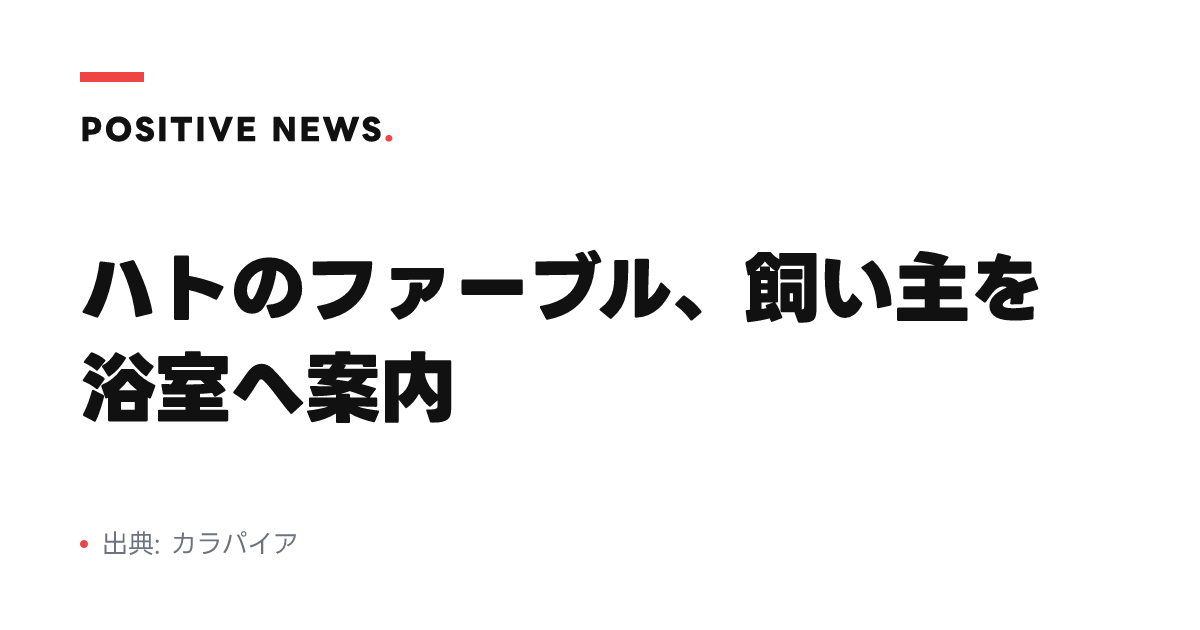 ハトのファーブル、飼い主を浴室へ案内