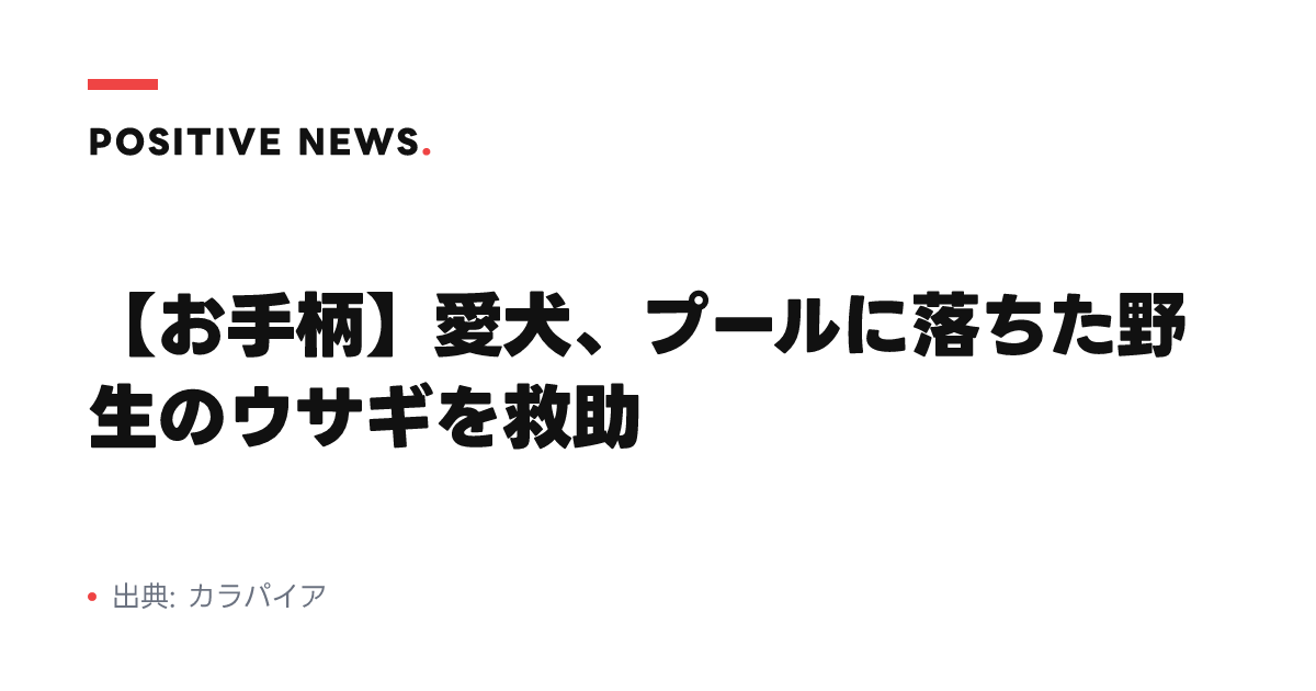 【お手柄】愛犬、プールに落ちた野生のウサギを救助