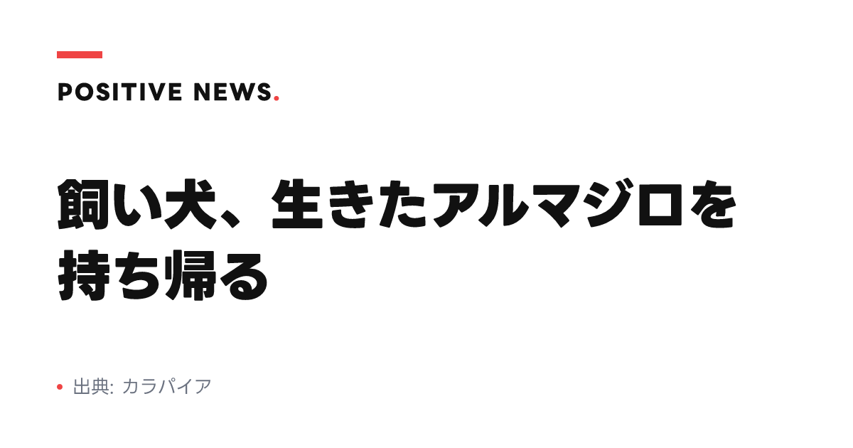 飼い犬、生きたアルマジロを持ち帰る